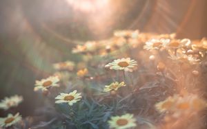 Preview wallpaper daisies, flowers, field, light, flight