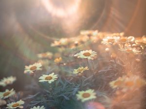 Preview wallpaper daisies, flowers, field, light, flight