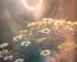 Preview wallpaper daisies, flowers, field, light, flight