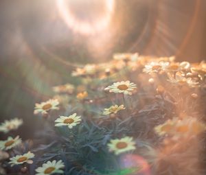 Preview wallpaper daisies, flowers, field, light, flight