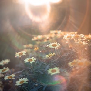 Preview wallpaper daisies, flowers, field, light, flight