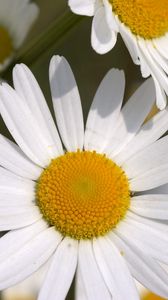 Preview wallpaper daisies, flowers, field, petals