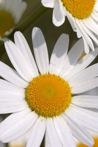 Preview wallpaper daisies, flowers, field, petals