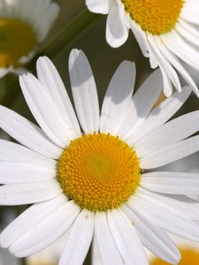 Preview wallpaper daisies, flowers, field, petals