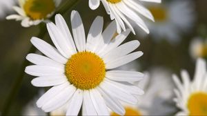 Preview wallpaper daisies, flowers, field, petals