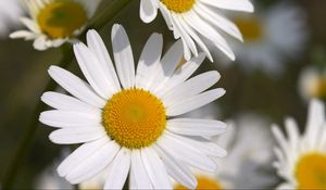 Preview wallpaper daisies, flowers, field, petals