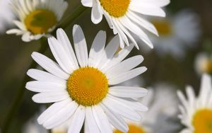 Preview wallpaper daisies, flowers, field, petals