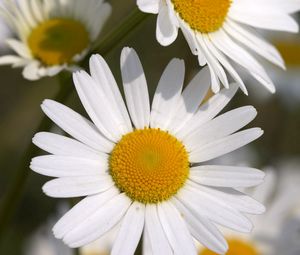 Preview wallpaper daisies, flowers, field, petals