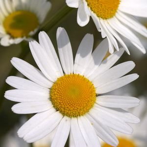 Preview wallpaper daisies, flowers, field, petals