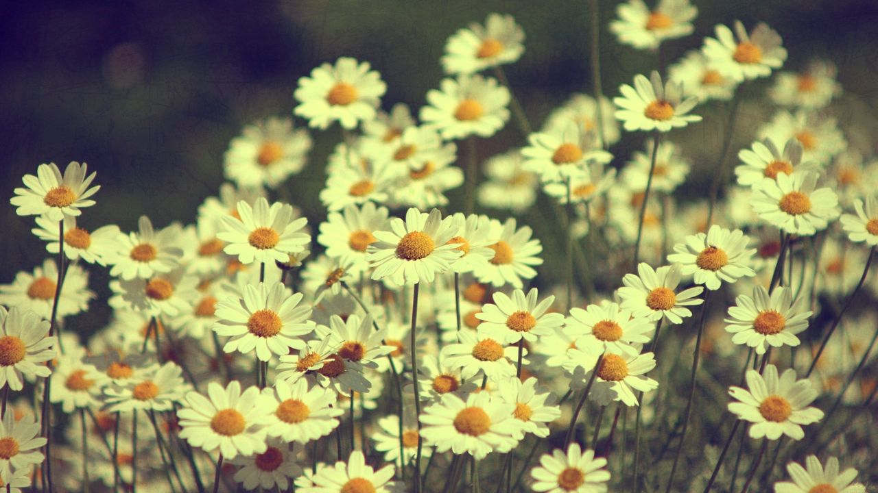 Wallpaper daisies, flowers, field, summer