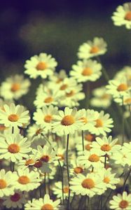 Preview wallpaper daisies, flowers, field, summer