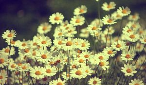 Preview wallpaper daisies, flowers, field, summer