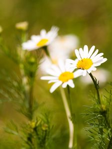 Preview wallpaper daisies, flowers, field, nature