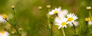 Preview wallpaper daisies, flowers, field, nature