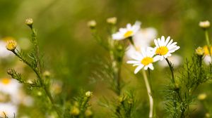 Preview wallpaper daisies, flowers, field, nature