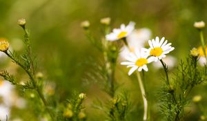 Preview wallpaper daisies, flowers, field, nature