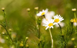 Preview wallpaper daisies, flowers, field, nature