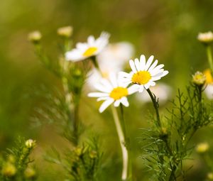 Preview wallpaper daisies, flowers, field, nature