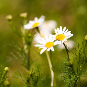 Preview wallpaper daisies, flowers, field, nature