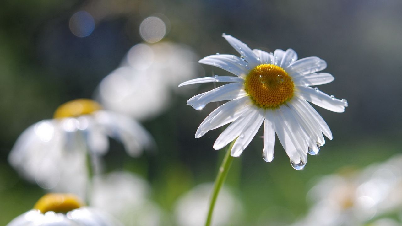 Wallpaper daisies, flowers, field, nature, drops
