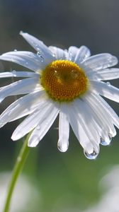 Preview wallpaper daisies, flowers, field, nature, drops