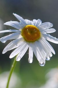 Preview wallpaper daisies, flowers, field, nature, drops