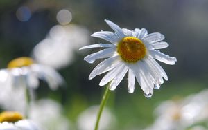 Preview wallpaper daisies, flowers, field, nature, drops