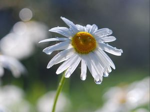 Preview wallpaper daisies, flowers, field, nature, drops