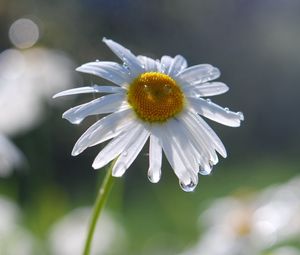 Preview wallpaper daisies, flowers, field, nature, drops