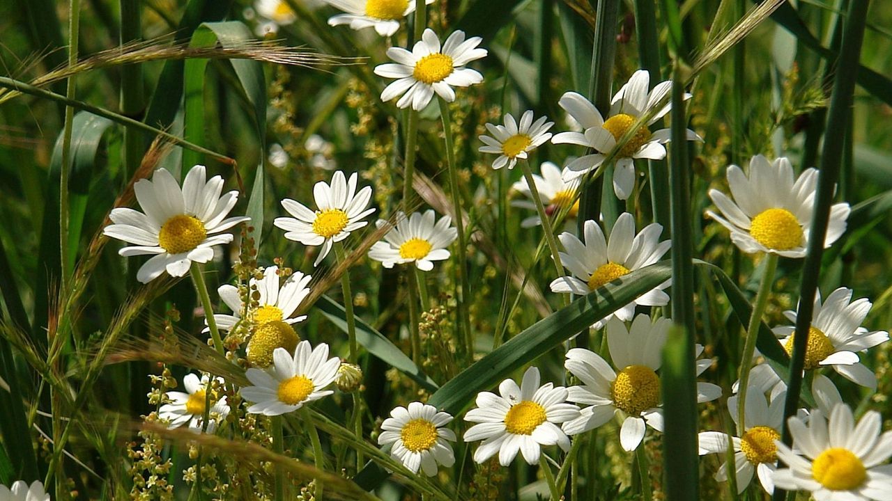 Wallpaper daisies, flowers, field, grass, ears