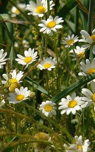 Preview wallpaper daisies, flowers, field, grass, ears