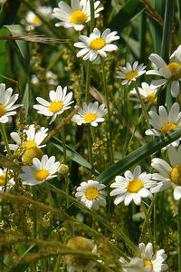 Preview wallpaper daisies, flowers, field, grass, ears