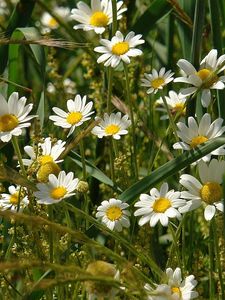 Preview wallpaper daisies, flowers, field, grass, ears