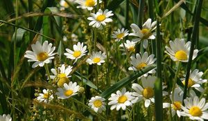 Preview wallpaper daisies, flowers, field, grass, ears