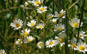 Preview wallpaper daisies, flowers, field, grass, ears