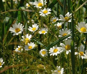 Preview wallpaper daisies, flowers, field, grass, ears