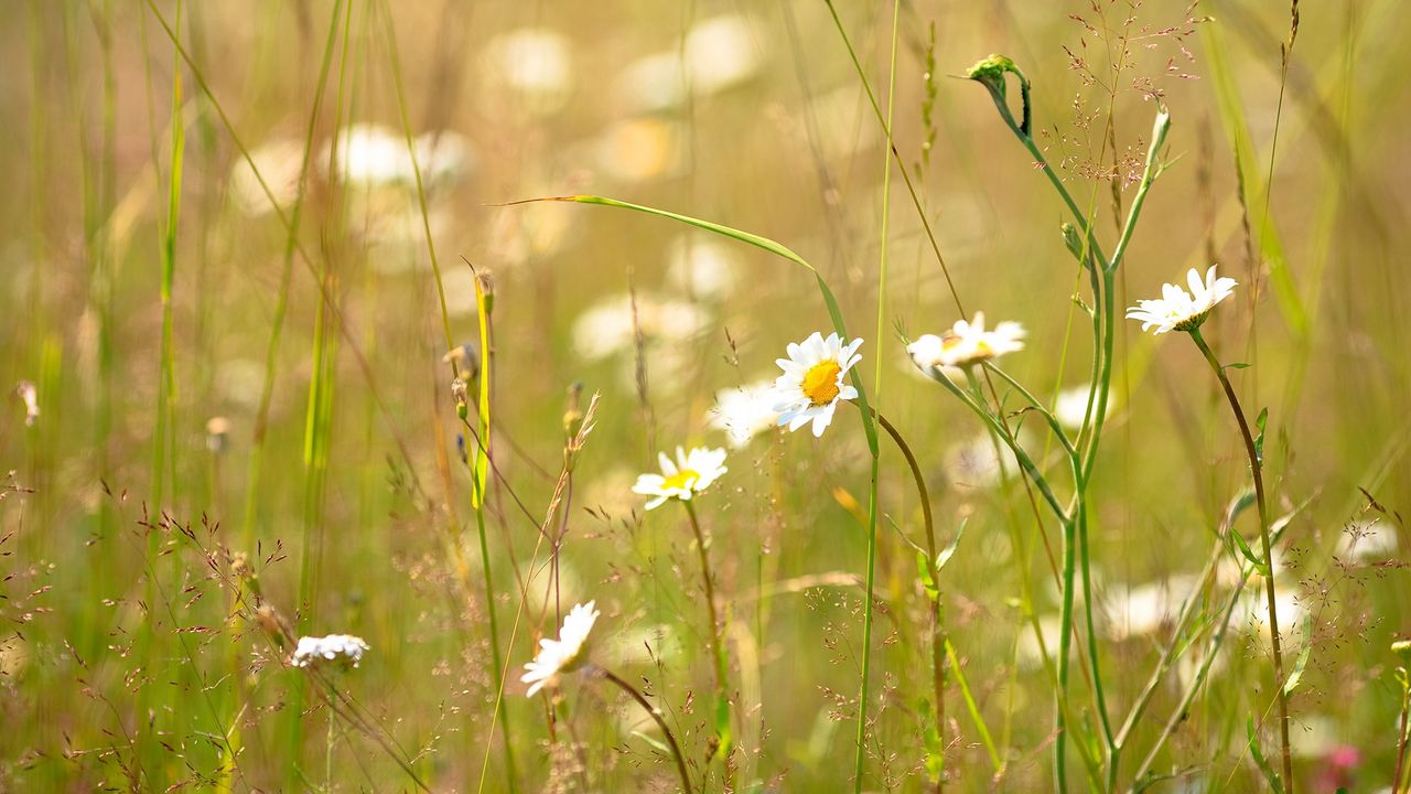 Wallpaper daisies, flowers, field, nature, summer, grass