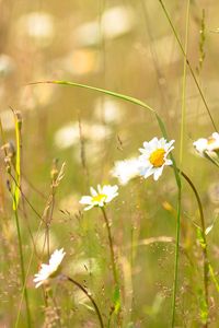 Preview wallpaper daisies, flowers, field, nature, summer, grass