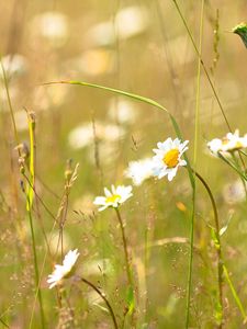 Preview wallpaper daisies, flowers, field, nature, summer, grass