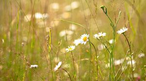 Preview wallpaper daisies, flowers, field, nature, summer, grass