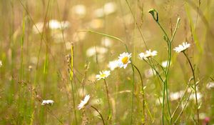 Preview wallpaper daisies, flowers, field, nature, summer, grass