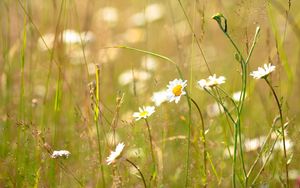 Preview wallpaper daisies, flowers, field, nature, summer, grass