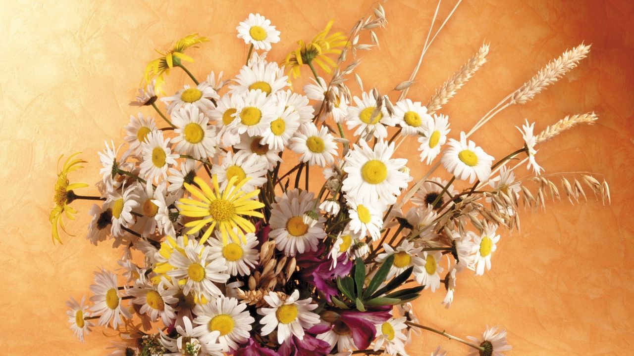 Wallpaper daisies, flowers, field, ears, bouquet, pitcher