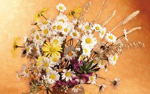 Preview wallpaper daisies, flowers, field, ears, bouquet, pitcher