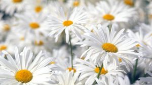 Preview wallpaper daisies, flowers, field, plant