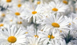 Preview wallpaper daisies, flowers, field, plant