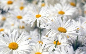 Preview wallpaper daisies, flowers, field, plant