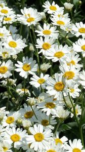 Preview wallpaper daisies, flowers, fields, green, sunny