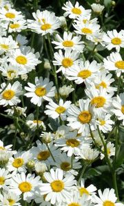 Preview wallpaper daisies, flowers, fields, green, sunny