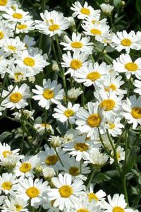 Preview wallpaper daisies, flowers, fields, green, sunny